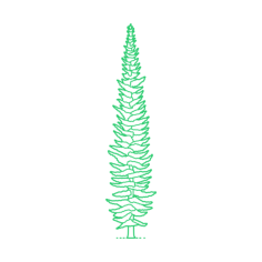 Plants Spruces Engelmann Spruce Laser Cut Svg File, Free Vectors File